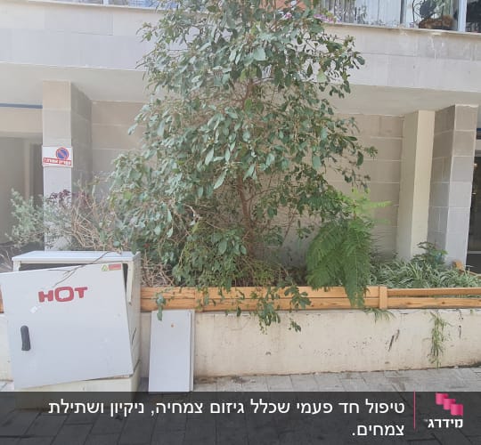 עצים ושיחים בגינה קטנה עם גדר עץ